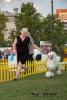 FOR VIP DOGS