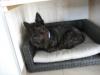 Doggy Bulle