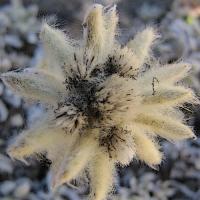 Elodie Lafay psychologue clinicienne